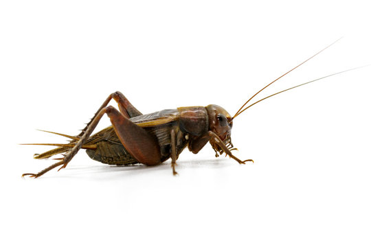 Image of cricket on white background., Insects. Animals