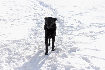 A big black dog is walking along the road among the white snow.
