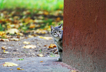 Kitten timidly looks out from behind the corner of the house.