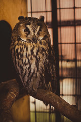 nice owl