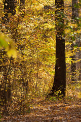 Golden tree in the forest in autumn