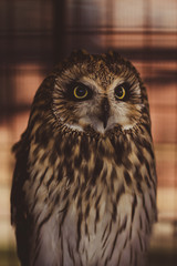 owl