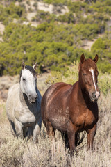 Obraz na płótnie Canvas Wild horses in the Colorado High Desert