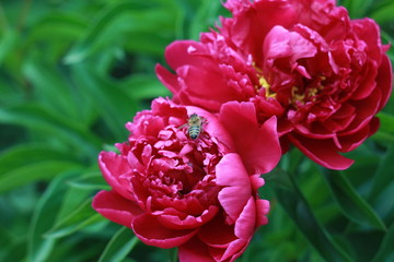 red flower in the garden