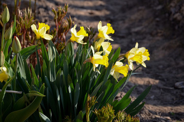 daffodils in the garden