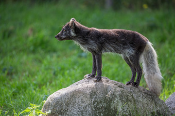 Polar fox summertime