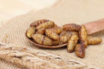 Close up of fried silkworm on wooden spoon, Traditional Thai food
