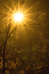 Rowan with spider webs at night