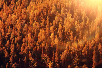 autumn forest landscape / yellow forest, trees and leaves October landscape in the park