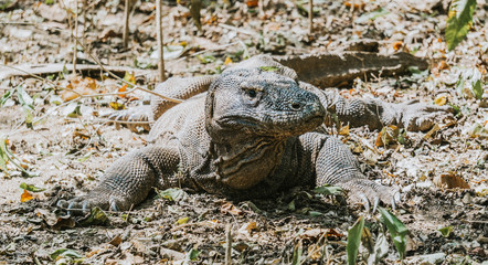 Komodo Dragon