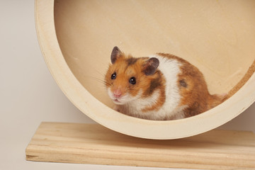 Syrian hamster play with an hamster wheel