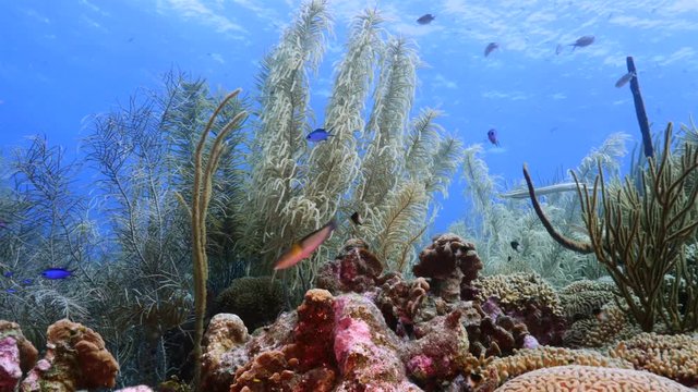 Seascape of coral reef in Caribbean Sea around Curacao at dive site Smokey's  with various coral and sponge