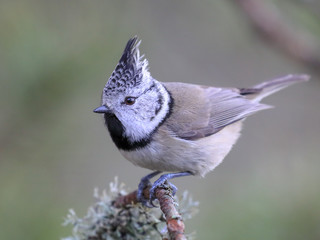 crested tit 