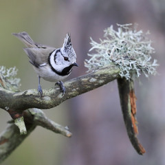 crested tit 