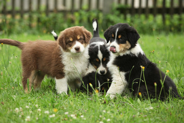 Puppies together in the garden