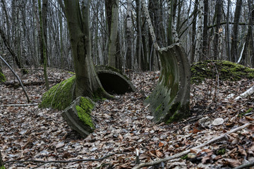 Brunnenringe im Wald, wald, baum, natur, holz, baum, herbst, green, park, landschaft, frühling, holz, gras, moos, blatt, bahn, blatt, ausserhalb, fall, jahreszeit, pflanze, laub, kofferraum, umwelt, p