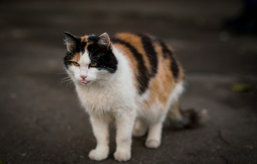 Beautiful multicolored cat stuck out his tongue
