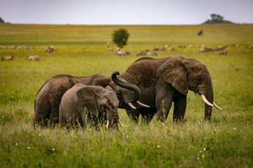 Naklejka na ściany i meble herd of elephants