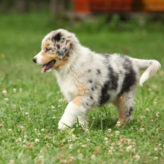 Amazing puppy moving in the garden