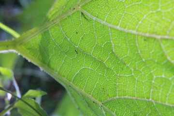 folha verde