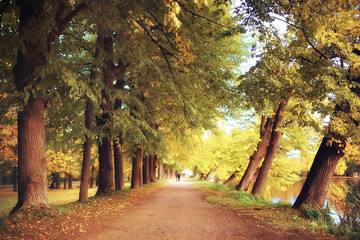 Naklejka premium October landscape / autumn in the park, yellow October trees, alley in the autumn landscape