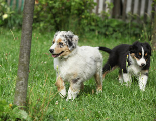 Amazing puppy moving in the garden