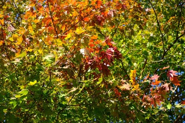 紅葉