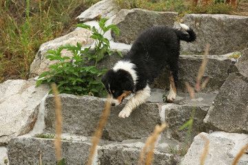 Amazing puppy moving on the stairs