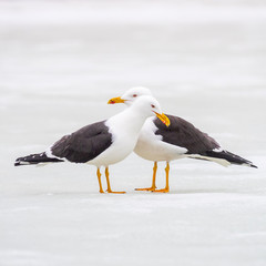  Great black-backed gull (Larus marinus)