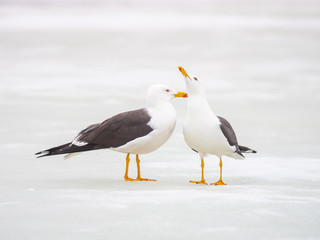  Great black-backed gull (Larus marinus)