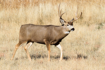 Wild Deer on the High Plains of Colorado - Mule Deer Buck