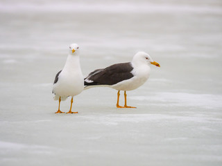 Great black-backed gull (Larus marinus) courting