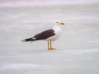 Fototapeta na wymiar Great black-backed gull (Larus marinus)