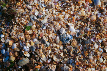 shell beach pattern