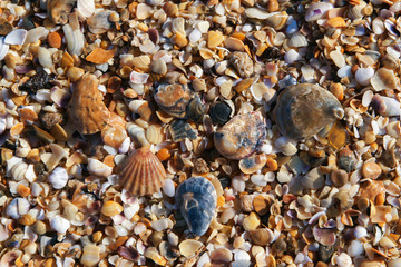 shell beach pattern