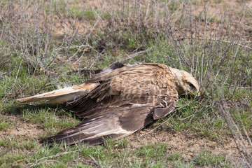 Dead steppe eagle lying on the ground. The bird died from electric shock.