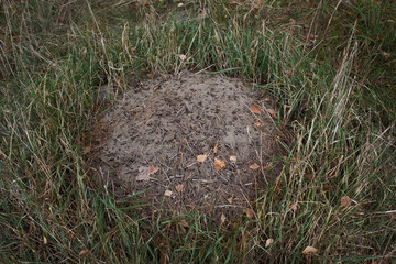 Anthill on the background of autumn grass. Natural background.