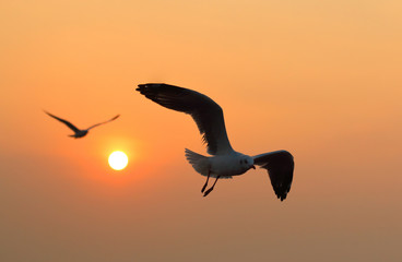 Seagulls flying freely on the sky at sunset