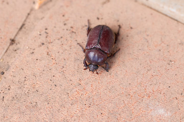 Lucanus cervus macro close up.