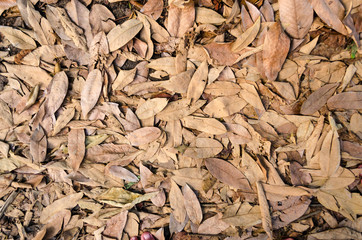 background full of dried fallen leaves on the ground floor.