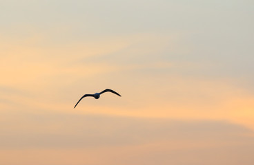 Seagull flying freely on the sky at sunset.
