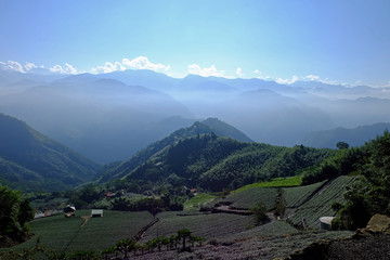 Fototapeta na wymiar Panoramic view of tea fields in Taiwan