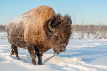 Yakut bison returned to their historic homeland, where they lived more than a thousand years ago,...