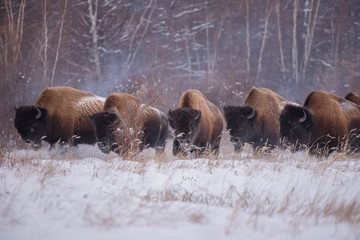 Yakut bison returned to their historic homeland, where they lived more than a thousand years ago, appeared long ago. The first 30 individuals were brought to Yakutia (Russia) from Canada. - obrazy, fototapety, plakaty