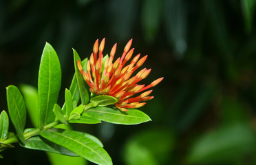 Beautiful red flower in Roatan