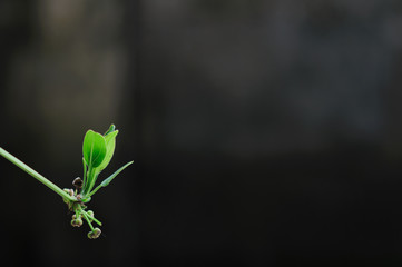 Fresh green tree leaves, frame. Natural background, Fres