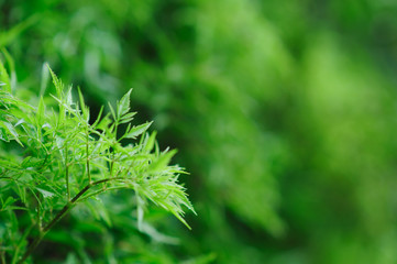 Fresh green tree leaves, frame. Natural background, Fres