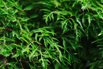 Fresh green tree leaves, frame. Natural background, Fres