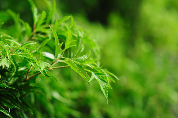 Fresh green tree leaves, frame. Natural background, Fres