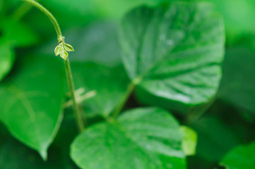 Fresh green tree leaves, frame. Natural background, Fres